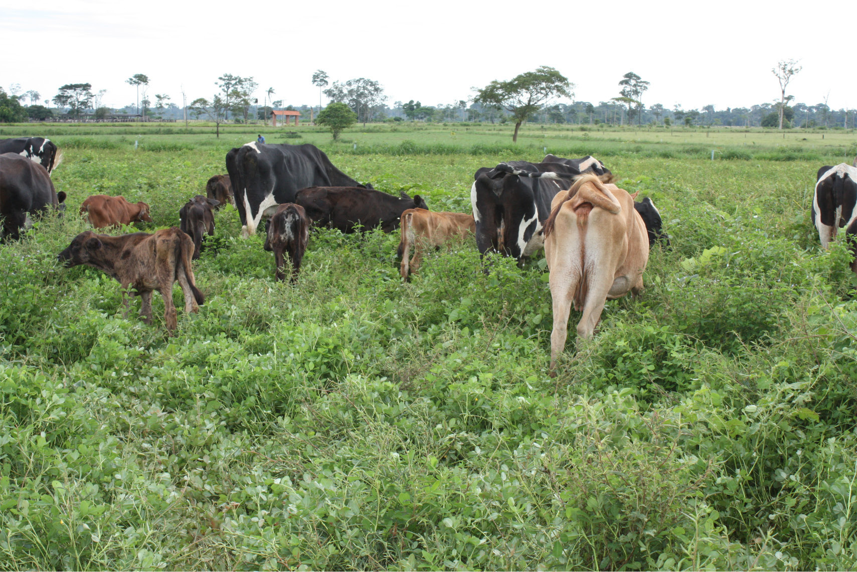 Primeiro acesso dos animais ao banco de proteína, em fevereiro de 2013.