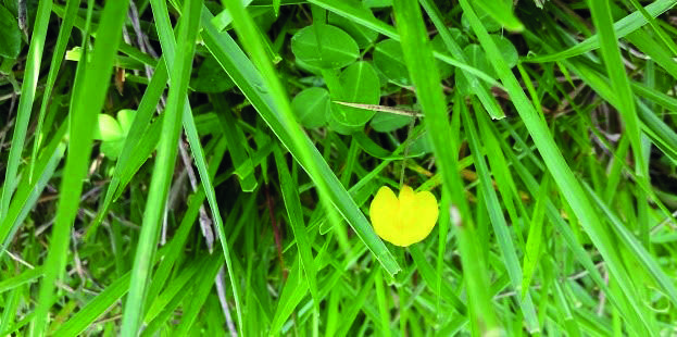 Flor amarela de Mandobi no pasto.