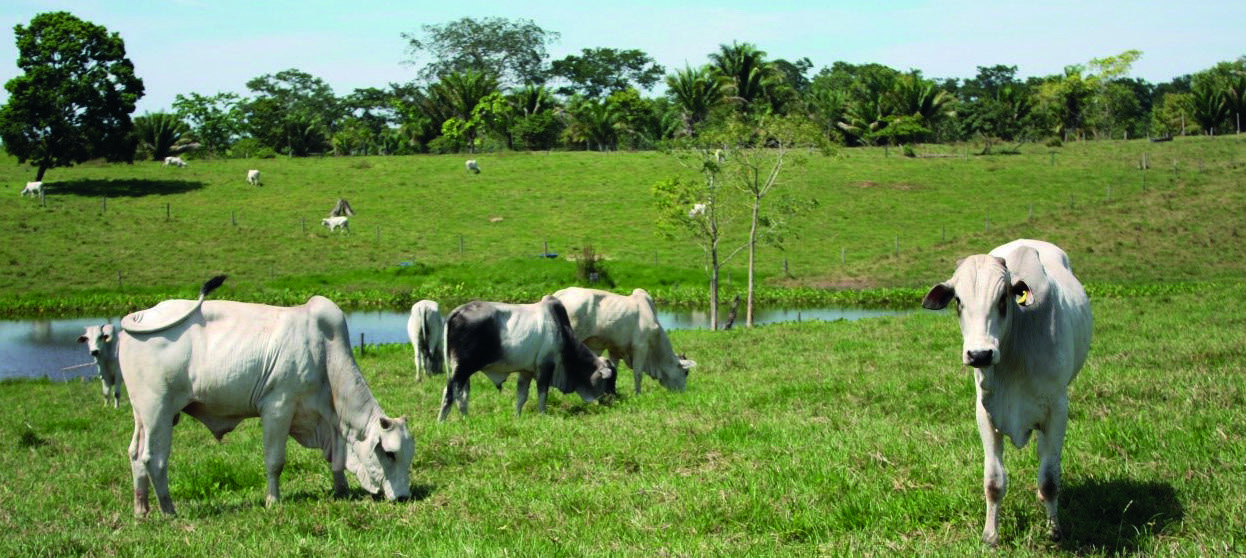 Bovinos de corte em pastagem na publicação da Embrapa.