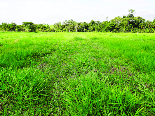 Faixas de introdução do Mandobi 56 dias após a semeadura, Fazenda Iquiri.