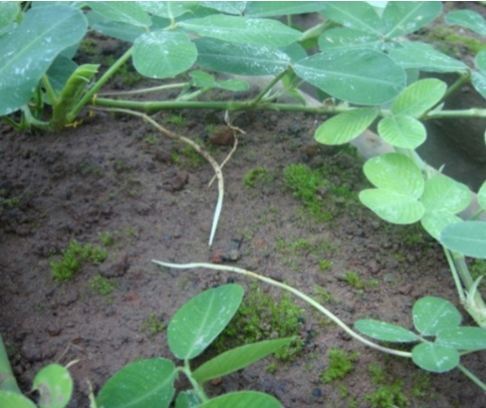 Estrutura da planta de amendoim-forrageiro crescendo em direção ao solo, onde o fruto se desenvolve