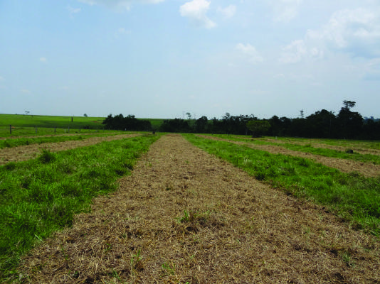 Faixas alternadas de solo preparado e pastagem na Fazenda Iquiri, Acre.