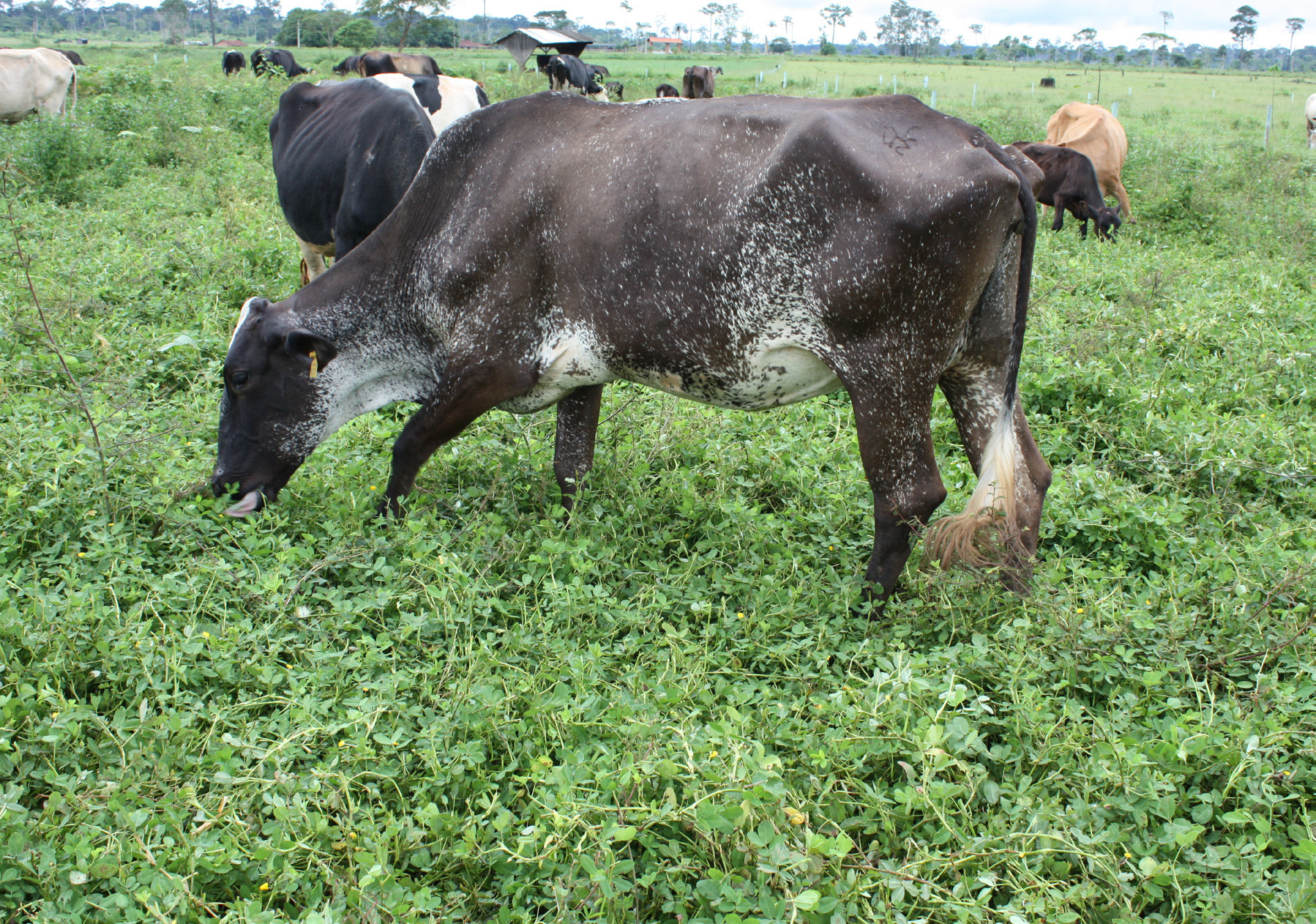 Vacas em pasto com amendoim-forrageiro.